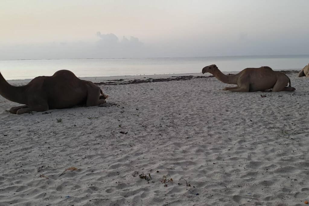 Cowrie Beach Haven Studio Appartamento Mombasa Esterno foto